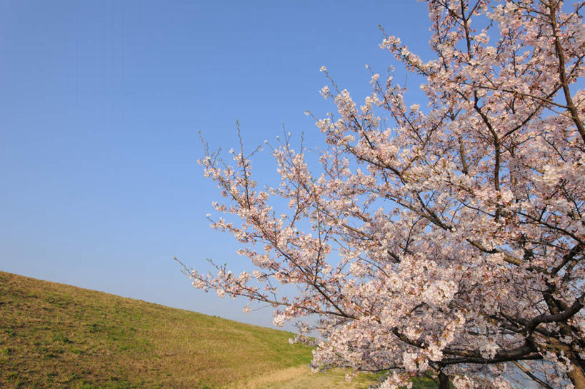 无人,横图,室外,白天,正面,旅游,度假,草地,草坪,美景,植物,樱花,日本,亚洲,阴影,盛开,光线,影子,景观,花蕾,娱乐,草,花,花瓣,花朵,鲜花,树,树木,粉色,蓝色,绿色,蓝天,天空,阳光,自然,天,花苞,花蕊,享受,休闲,景色,放松,生长,晴朗,成长,自然风光,东亚,本州,万里无云,关东地方,本州岛,日本国,仙樱花,福岛樱,青肤樱,崎玉,崎玉县,晴空,晴空万里,荆桃,彩图
