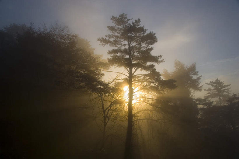 无人,横图,室外,白天,仰视,旅游,度假,草地,草坪,日出,美景,太阳,植物,秋田县,日本,亚洲,阴影,光线,影子,景观,云,云朵,朝霞,晨曦,黎明,云彩,娱乐,草,树,树木,蓝色,绿色,白云,蓝天,天空,阳光,自然,天,享受,休闲,景色,放松,生长,成长,自然风光,东亚,本州,本州岛,日本国,秋田,东北地方,朝阳,彩图,低角度拍摄,破晓