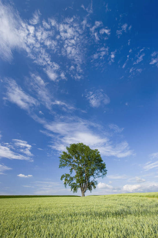 无人,竖图,室外,白天,正面,旅游,度假,草地,草坪,美景,植物,北海道,日本,亚洲,阴影,漂浮,光线,影子,景观,云,云朵,云彩,娱乐,草,树,树木,绿色,白云,阳光,自然,享受,休闲,景色,放松,生长,成长,自然风光,东亚,日本国,北海道地方,北海道岛,彩图