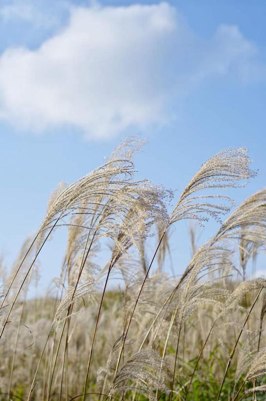 无人,农田,竖图,室外,白天,仰视,旅游,度假,庄稼,农作物,小麦,草地,草坪,美景,植物,奈良县,日本,亚洲,阴影,光线,影子,景观,云,云朵,谷物,云彩,娱乐,草,蓝色,绿色,白云,蓝天,天空,阳光,自然,天,享受,休闲,稻谷,稻子,景色,放松,麦子,自然风光,东亚,本州,本州岛,日本国,近畿地方,奈良,近畿,彩图,低角度拍摄,耕地,庄稼田
