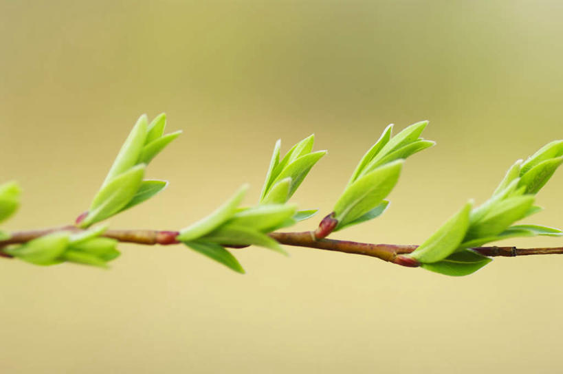 无人,横图,俯视,室外,特写,白天,美景,植物,柳树,叶子,阴影,朦胧,模糊,光线,纹理,影子,景观,绿叶,树枝,绿色,阳光,自然,嫩叶,景色,自然风光,肌理,叶,叶片,叶脉,彩图,高角度拍摄