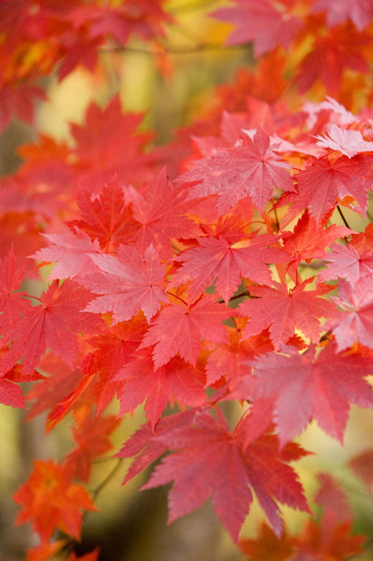 无人,竖图,俯视,室外,特写,白天,旅游,度假,美景,叶子,京都,日本,亚洲,许多,阴影,朦胧,模糊,光线,影子,景观,枫叶,枯叶,落叶,娱乐,黄色,红色,阳光,自然,享受,休闲,景色,放松,京都府,枫树叶,自然风光,东亚,本州,本州岛,日本国,近畿地方,近畿,叶,叶片,彩图,高角度拍摄