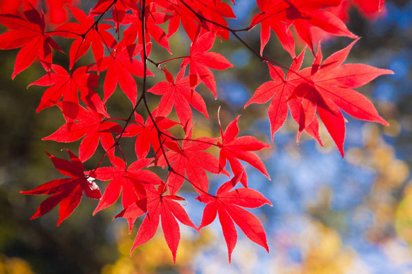 无人,横图,室外,特写,白天,正面,旅游,度假,美景,秋季,森林,树林,植物,枫树,叶子,秋田县,日本,亚洲,阴影,朦胧,模糊,光线,影子,景观,枫叶,枯叶,落叶,娱乐,树,树木,黄色,红色,绿色,阳光,自然,享受,休闲,景色,放松,生长,成长,枫树叶,自然风光,东亚,本州,本州岛,日本国,秋田,东北地方,叶,叶片,秋,秋天,彩图