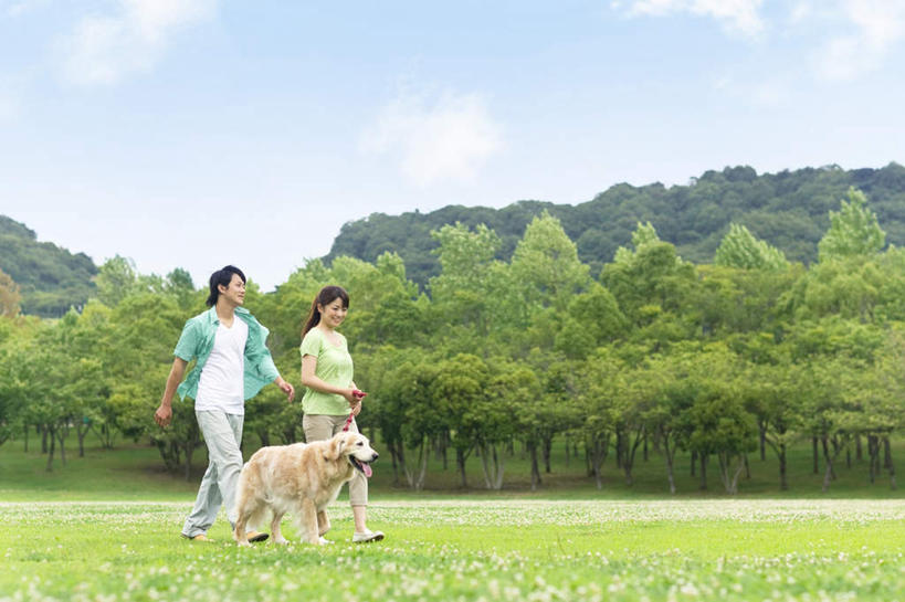 东方人,两个人,夫妻,走,笑,微笑,露齿笑,横图,室外,白天,正面,爱情,旅游,度假,草地,草坪,美景,树林,植物,亚洲,牵,服装,朦胧,模糊,景观,浪漫,休闲装,黄种人,娱乐,金毛犬,草,树,树木,一只,衣服,绿色,自然,享受,休闲,休闲服,景色,恩爱,放松,恋人,服饰,金毛,生长,成长,牵着,自然风光,寻回犬,金毛寻回犬,男人,男性,年轻男性,年轻女性,女人,女性,亚洲人,夫妇,情侣,步行,散步,走路,彩图,全身,伴侣