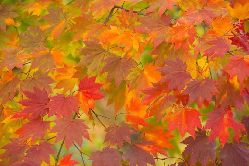 无人,横图,俯视,室外,白天,旅游,度假,美景,植物,日本,亚洲,一棵,朦胧,模糊,景观,枫叶,落叶,娱乐,树,树木,黄色,红色,绿色,自然,享受,休闲,景色,放松,生长,成长,枫树叶,自然风光,东亚,本州,本州岛,日本国,青森,青森县,东北地方,槭树,鸡爪槭,鸡爪枫,彩图,高角度拍摄