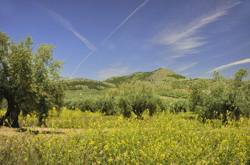 无人,果园,农田,横图,室外,白天,正面,旅游,度假,庄稼,农作物,草地,草坪,美景,森林,树林,田园,植物,西班牙,欧洲,朦胧,模糊,景观,云,云朵,云彩,娱乐,草,树,树木,蓝色,绿色,白云,蓝天,天空,自然,庄园,天,享受,休闲,景色,放松,生长,晴朗,成长,南欧,自然风光,西班牙王国,晴空,彩图,耕地,庄稼田