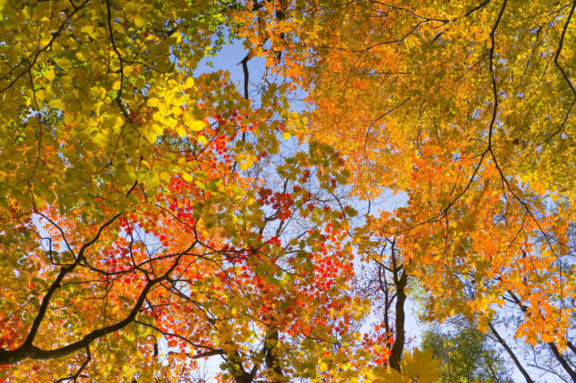 无人,横图,室外,白天,仰视,旅游,度假,美景,秋季,树林,植物,日本,亚洲,许多,朦胧,模糊,景观,娱乐,树,树木,蓝色,绿色,蓝天,天空,自然,天,享受,休闲,景色,放松,生长,晴朗,成长,自然风光,东亚,本州,万里无云,本州岛,日本国,青森,青森县,东北地方,槭树,鸡爪槭,晴空,晴空万里,秋,秋天,鸡爪枫,彩图,低角度拍摄