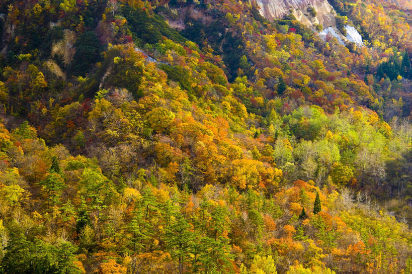 无人,横图,俯视,室外,白天,旅游,度假,草地,草坪,美景,秋季,山,山脉,树林,植物,日本,亚洲,许多,阴影,朦胧,模糊,光线,影子,景观,山峰,山峦,娱乐,草,树,树木,绿色,阳光,自然,群山,享受,休闲,景色,放松,生长,成长,自然风光,东亚,本州,本州岛,日本国,青森,青森县,东北地方,秋,秋天,彩图,高角度拍摄
