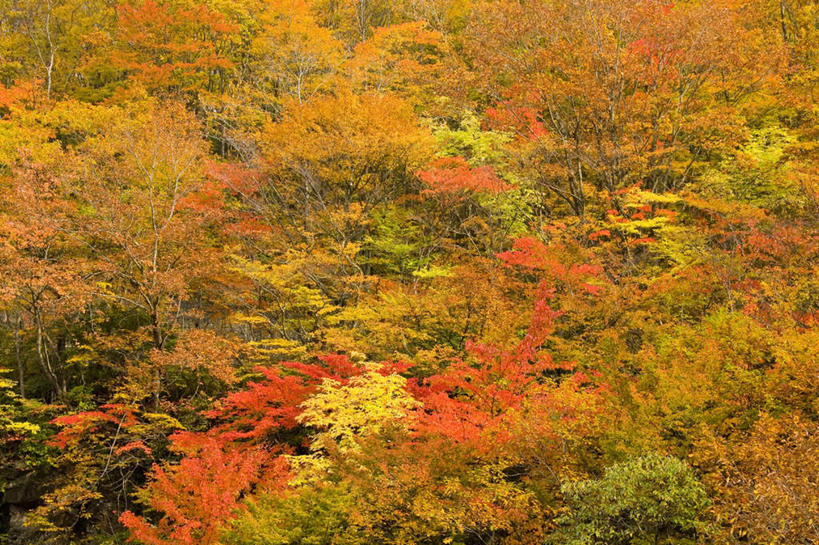 无人,横图,室外,白天,正面,旅游,度假,草地,草坪,美景,秋季,森林,山,山脉,树林,植物,日本,亚洲,朦胧,模糊,景观,山峰,山峦,娱乐,草,树,树木,绿色,自然,群山,享受,休闲,景色,放松,生长,成长,自然风光,东亚,本州,本州岛,日本国,岩手,岩手县,东北地方,秋,秋天,彩图
