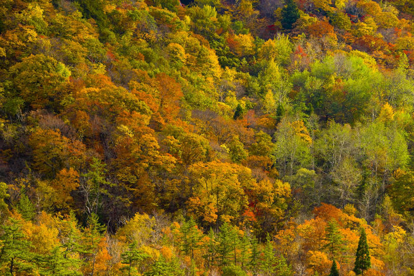 无人,横图,室外,白天,正面,旅游,度假,美景,秋季,森林,山,山脉,树林,植物,日本,亚洲,朦胧,模糊,景观,山峰,山峦,娱乐,树,树木,绿色,自然,群山,享受,休闲,景色,放松,生长,成长,自然风光,东亚,本州,本州岛,日本国,青森,青森县,东北地方,秋,秋天,彩图