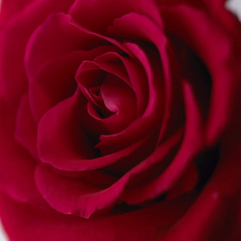 无人,方图,俯视,室内,特写,白天,爱情,幸福,纯洁,热情,美景,玫瑰,静物,阴影,朦胧,模糊,盛开,光线,影子,景观,玫瑰花,浪漫,花蕾,花,花瓣,花朵,鲜花,一朵,红色,阳光,自然,花苞,花蕊,温暖,温馨,景色,恩爱,和睦,自然风光,感动,尊敬,天真,刺玫花,徘徊花,彩图,高角度拍摄,融洽