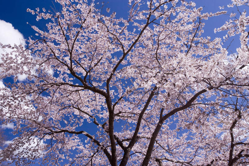 无人,横图,室外,白天,仰视,旅游,度假,美景,树林,植物,樱花,日本,亚洲,许多,朦胧,模糊,盛开,景观,云,云朵,花蕾,云彩,娱乐,花,花瓣,花朵,鲜花,树,树木,蓝色,绿色,白色,白云,蓝天,天空,自然,天,花苞,花蕊,享受,休闲,景色,放松,生长,晴朗,成长,自然风光,东亚,本州,本州岛,日本国,中部地方,山梨,山梨县,仙樱花,福岛樱,青肤樱,晴空,荆桃,彩图,低角度拍摄