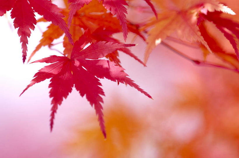 无人,横图,室外,特写,白天,正面,旅游,度假,美景,秋季,枫树,静物,叶子,京都,日本,亚洲,朦胧,模糊,景观,枫叶,枯叶,落叶,娱乐,黄色,红色,自然,享受,休闲,景色,放松,京都府,枫树叶,自然风光,东亚,本州,本州岛,日本国,近畿地方,近畿,槭树,日本红枫,日本红丝带,叶,叶片,秋,秋天,彩图