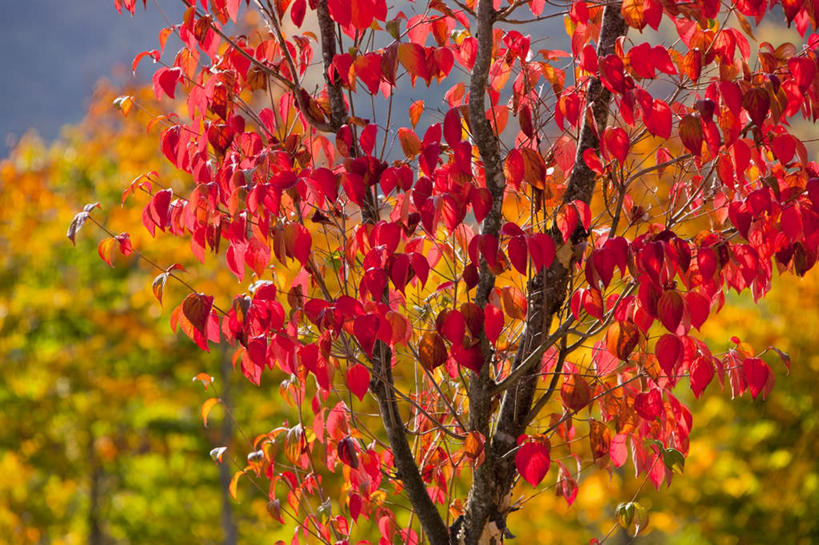 无人,横图,室外,白天,正面,旅游,度假,美景,秋季,森林,树林,植物,枫树,叶子,日本,亚洲,许多,阴影,朦胧,模糊,光线,影子,景观,枫叶,枯叶,落叶,娱乐,树,树木,黄色,红色,绿色,阳光,自然,享受,休闲,景色,放松,生长,成长,枫树叶,自然风光,东亚,本州,本州岛,日本国,青森,青森县,东北地方,槭树,日本红枫,日本红丝带,叶,叶片,秋,秋天,彩图
