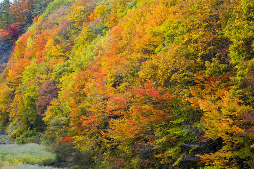 无人,横图,室外,白天,正面,旅游,度假,草地,草坪,美景,秋季,山,山脉,树林,植物,东京,日本,亚洲,阴影,朦胧,模糊,光线,影子,景观,山峰,山峦,娱乐,草,树,树木,绿色,阳光,自然,群山,享受,休闲,景色,放松,生长,成长,自然风光,东亚,本州,关东地方,本州岛,日本国,东京都,秋,秋天,彩图