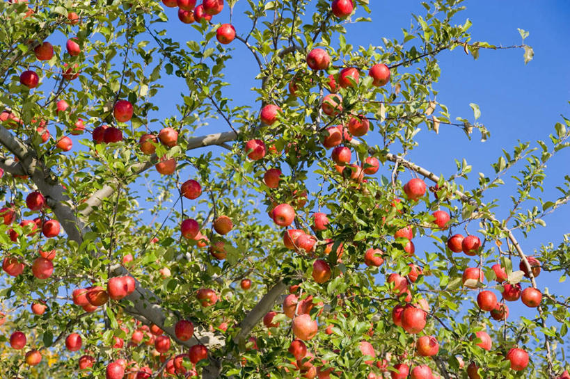 无人,横图,室外,白天,仰视,旅游,度假,美景,苹果,水果,日本,亚洲,许多,朦胧,模糊,新鲜,景观,生食,食品,果实,娱乐,食物,红色,蓝色,蓝天,天空,自然,天,享受,休闲,景色,放松,有机食品,绿色食品,晴朗,自然风光,东亚,本州,万里无云,本州岛,日本国,青森,青森县,东北地方,晴空,晴空万里,彩图,低角度拍摄