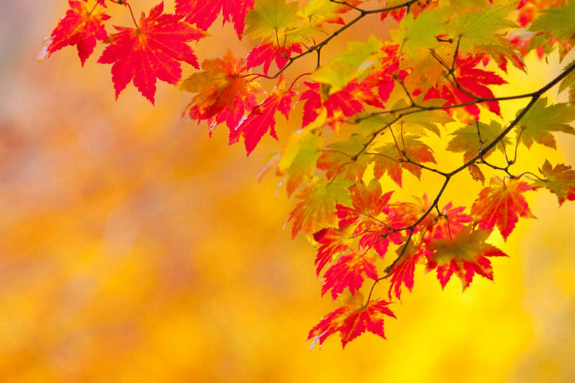 无人,横图,室外,白天,正面,旅游,度假,草地,草坪,美景,树林,植物,叶子,日本,亚洲,阴影,朦胧,模糊,光线,影子,景观,枫叶,枯叶,落叶,娱乐,草,树,树木,黄色,红色,绿色,阳光,自然,享受,休闲,景色,放松,生长,成长,枫树叶,自然风光,东亚,本州,本州岛,日本国,青森,青森县,东北地方,叶,叶片,彩图