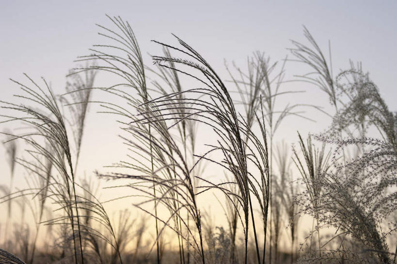 无人,横图,室外,白天,仰视,旅游,度假,美景,植物,奈良县,日本,亚洲,枯萎,朦胧,模糊,景观,枯草,芒草,娱乐,草,黄色,蓝色,蓝天,天空,自然,天,享受,休闲,景色,放松,晴朗,自然风光,东亚,本州,万里无云,本州岛,日本国,近畿地方,奈良,近畿,晴空,晴空万里,彩图,低角度拍摄