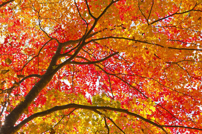 无人,横图,室外,白天,仰视,旅游,度假,美景,秋季,枫树,叶子,日本,亚洲,景观,枫叶,枯叶,落叶,娱乐,黄色,红色,蓝色,蓝天,天空,自然,天,享受,休闲,景色,放松,晴朗,枫树叶,自然风光,东亚,本州,万里无云,本州岛,日本国,青森,青森县,东北地方,叶,叶片,晴空,晴空万里,秋,秋天,彩图,低角度拍摄