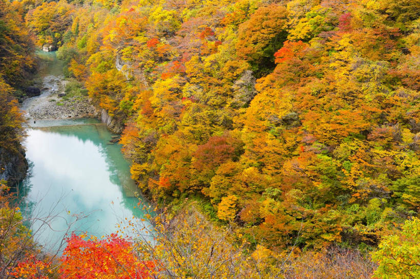 无人,横图,俯视,室外,白天,旅游,度假,河流,美景,秋季,水,植物,日本,亚洲,河水,景观,水流,娱乐,树,树木,黄色,红色,自然,享受,休闲,景色,放松,生长,成长,自然风光,东亚,本州,本州岛,日本国,青森,青森县,东北地方,秋,秋天,彩图,高角度拍摄