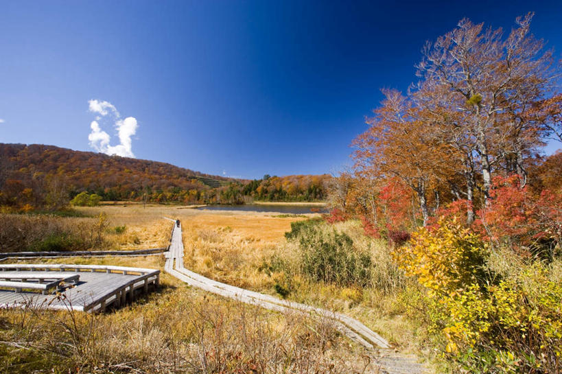 无人,栏杆,横图,室外,白天,正面,旅游,度假,草地,草坪,美景,植物,桌子,道路,路,叶子,秋田县,日本,亚洲,木制,景观,围栏,小路,枯叶,落叶,交通,娱乐,护栏,草,树,树木,黄色,自然,木制品,享受,休闲,景色,放松,乡间小路,生长,成长,自然风光,东亚,本州,本州岛,日本国,秋田,东北地方,叶,叶片,彩图