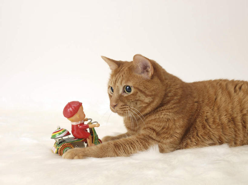 无人,横图,室内,特写,白天,侧面,游戏,宠物,猫,玩具,朦胧,模糊,毯子,玩,娱乐,一个,一只,黄色,红色,白色,动物,趴着,休闲,可爱,益智,单个,活动,发泄,消遣,智力,猫咪,宣泄,趴,玩耍,嬉戏,半身,彩图