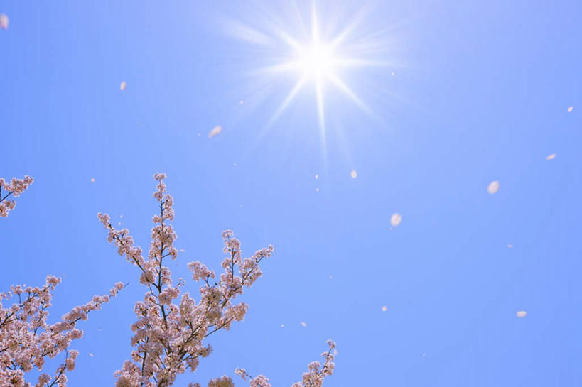 无人,横图,室外,白天,正面,旅游,度假,美景,太阳,樱花,东京,日本,亚洲,许多,阴影,盛开,光线,影子,景观,花蕾,娱乐,花,花瓣,花朵,鲜花,粉色,蓝色,蓝天,天空,阳光,自然,天,花苞,花蕊,享受,休闲,景色,放松,晴朗,自然风光,东亚,本州,万里无云,关东地方,本州岛,日本国,东京都,仙樱花,福岛樱,青肤樱,晴空,晴空万里,荆桃,彩图