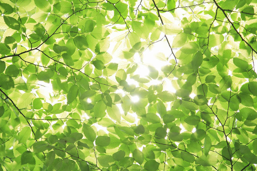 无人,横图,室外,白天,白色背景,仰视,旅游,度假,美景,太阳,叶子,东京,日本,亚洲,许多,阴影,光线,影子,景观,绿叶,娱乐,阳光,自然,享受,休闲,嫩叶,景色,放松,自然风光,东亚,本州,关东地方,本州岛,日本国,东京都,叶,叶片,彩图,低角度拍摄