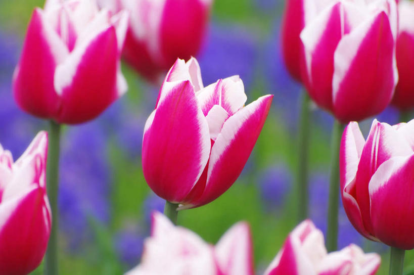 无人,横图,室外,特写,白天,正面,爱情,旅游,度假,花海,花圃,美景,植物,风信子,郁金香,叶子,北海道,日本,亚洲,许多,朦胧,模糊,盛开,景观,祝福,花蕾,娱乐,花,花瓣,花朵,花卉,鲜花,红色,绿色,紫色,自然,花丛,花束,花田,花苞,花蕊,享受,休闲,景色,放松,悲伤,喜悦,表白,自然风光,怀念,荣誉,东亚,札幌,日本国,北海道地方,北海道岛,永恒,悲哀,县厅,郁香,洋荷花,草麝香,彩图,札幌市