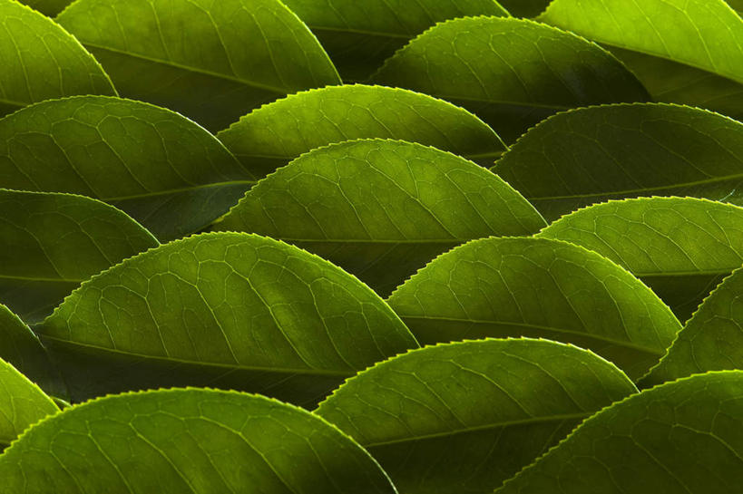 无人,横图,室外,特写,白天,正面,旅游,度假,美景,叶子,一排,许多,整齐,景观,绿叶,娱乐,排列,绿色,自然,享受,休闲,嫩叶,景色,放松,队列,自然风光,叶,叶片,彩图