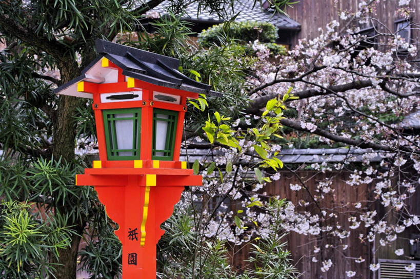 无人,横图,室外,白天,正面,植物,樱花,东京,日本,亚洲,许多,漂浮,盛开,花蕾,花,花瓣,花朵,鲜花,树,树木,一个,粉色,红色,绿色,自然,花苞,花蕊,日式,生长,单个,成长,东亚,本州,关东地方,本州岛,日本国,东京都,仙樱花,福岛樱,青肤樱,喂鸟器,荆桃,彩图