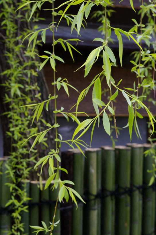 无人,栏杆,竖图,室外,白天,正面,植物,柳树,叶子,京都,日本,亚洲,竹制,围栏,绿叶,护栏,树,树木,绿色,自然,嫩叶,京都府,生长,成长,竹制品,东亚,本州,本州岛,日本国,近畿地方,近畿,叶,叶片,彩图