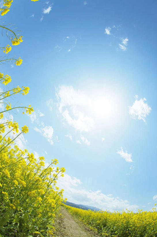 无人,竖图,室外,白天,仰视,旅游,度假,花海,花圃,美景,太阳,植物,道路,路,叶子,长野县,日本,亚洲,许多,阴影,盛开,光线,影子,景观,云,云朵,小路,交通,花蕾,云彩,娱乐,花,花瓣,花朵,花卉,鲜花,黄色,蓝色,绿色,白云,蓝天,天空,阳光,自然,花丛,花束,花田,天,花苞,花蕊,油菜花,享受,休闲,景色,放松,乡间小路,晴朗,自然风光,东亚,本州,本州岛,日本国,中部地方,长野,晴空,彩图,低角度拍摄,芸苔,芸薹
