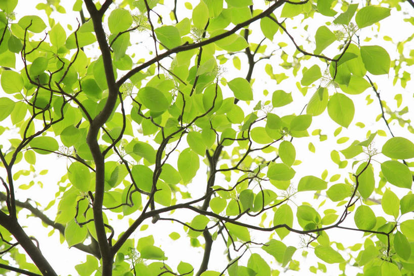 无人,横图,室外,白天,白色背景,仰视,旅游,度假,美景,植物,叶子,东京,日本,亚洲,许多,景观,绿叶,娱乐,树,树木,绿色,自然,享受,休闲,嫩叶,景色,放松,生长,成长,自然风光,东亚,本州,关东地方,本州岛,日本国,东京都,叶,叶片,彩图,低角度拍摄