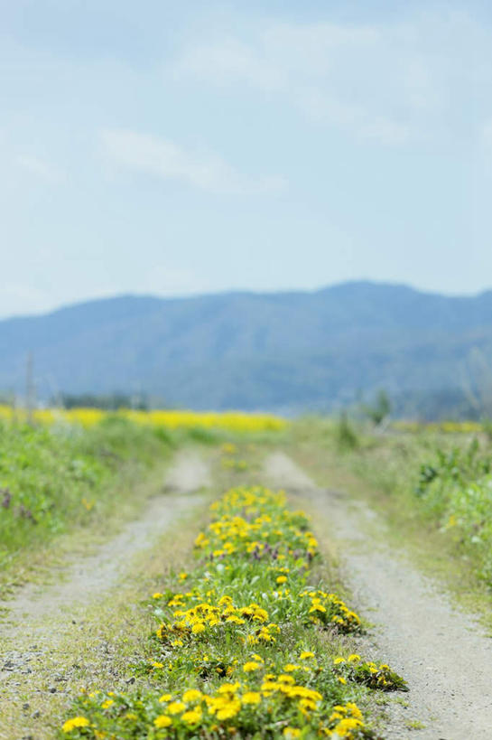 无人,竖图,室外,白天,仰视,旅游,度假,草地,草坪,花海,花圃,美景,植物,道路,路,叶子,长野县,日本,亚洲,许多,盛开,景观,山川,云,云朵,小路,交通,花蕾,云彩,娱乐,草,花,花瓣,花朵,花卉,鲜花,黄色,蓝色,绿色,白云,蓝天,天空,自然,花丛,花束,花田,天,花苞,花蕊,油菜花,享受,休闲,景色,放松,乡间小路,晴朗,自然风光,东亚,本州,本州岛,日本国,中部地方,长野,晴空,彩图,低角度拍摄,芸苔,芸薹