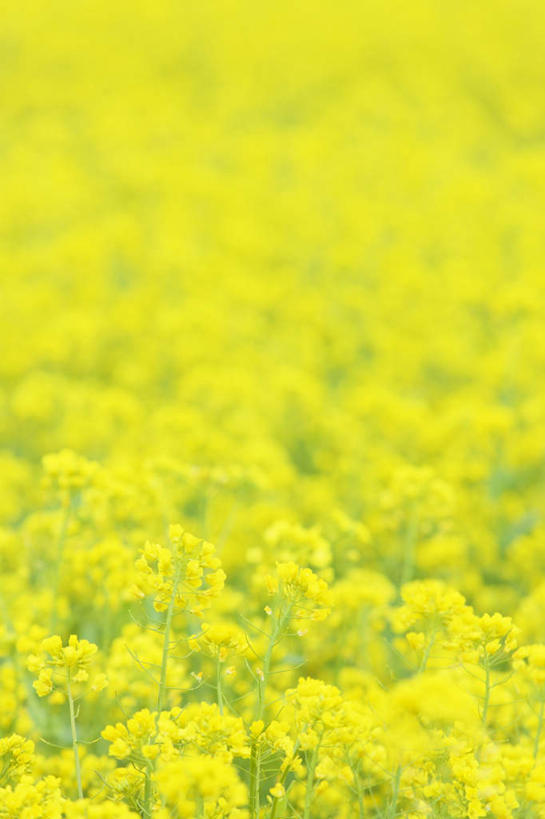 无人,竖图,俯视,室外,白天,旅游,度假,花海,花圃,美景,植物,叶子,长野县,日本,亚洲,许多,朦胧,模糊,盛开,景观,花蕾,娱乐,花,花瓣,花朵,花卉,鲜花,黄色,绿色,自然,花丛,花束,花田,花苞,花蕊,油菜花,享受,休闲,景色,放松,自然风光,东亚,本州,本州岛,日本国,中部地方,长野,彩图,高角度拍摄,芸苔,芸薹