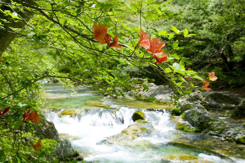 无人,横图,俯视,室外,白天,旅游,度假,花海,花圃,河流,美景,树林,水,植物,杜鹃花,叶子,日本,亚洲,许多,盛开,河水,景观,水流,杜鹃,花蕾,娱乐,花,花瓣,花朵,花卉,鲜花,树,树木,红色,绿色,自然,花丛,花束,花田,花苞,花蕊,享受,休闲,景色,放松,流动,生长,成长,自然风光,流淌,东亚,本州,关东地方,本州岛,日本国,栃木,栃木县,红杜鹃,满山红,清明花,清时,山踯躅,红踯躅,山石榴,映山红,彩图,高角度拍摄