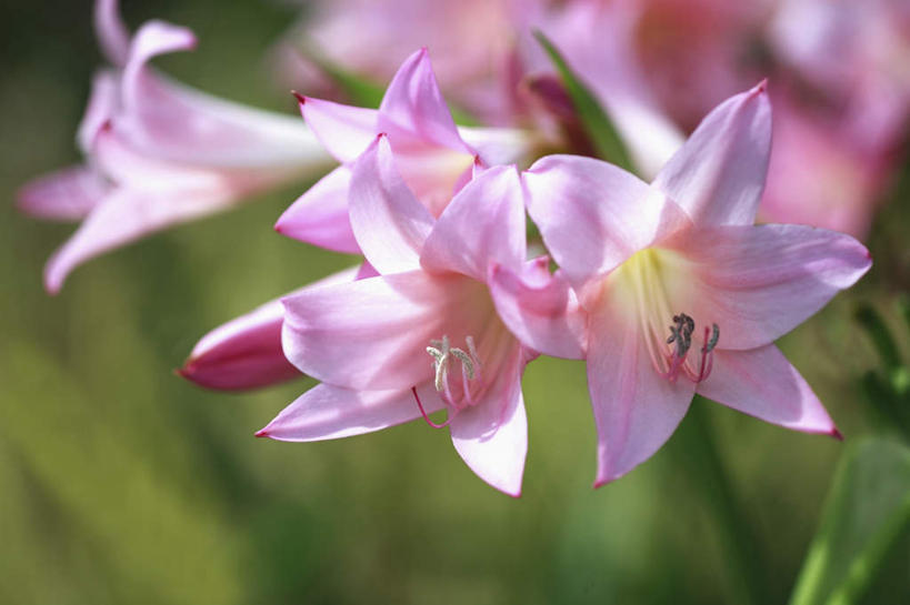 无人,横图,室外,特写,白天,正面,旅游,度假,花海,花圃,美景,植物,百合花,叶子,日本,亚洲,许多,朦胧,模糊,盛开,景观,花蕾,娱乐,花,花瓣,花朵,花卉,鲜花,粉色,绿色,自然,花丛,花束,花田,花苞,花蕊,享受,休闲,景色,放松,自然风光,东亚,本州,关东地方,本州岛,日本国,强瞿,崎玉,崎玉县,百合蒜,倒仙,番韭,山丹,彩图