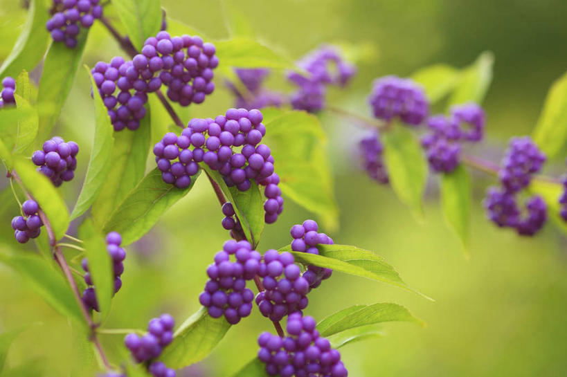 无人,横图,室外,特写,白天,正面,旅游,度假,美景,东京,日本,亚洲,许多,朦胧,模糊,景观,娱乐,紫色,自然,享受,休闲,景色,放松,自然风光,东亚,本州,关东地方,本州岛,日本国,东京都,白棠子树,紫珠,彩图