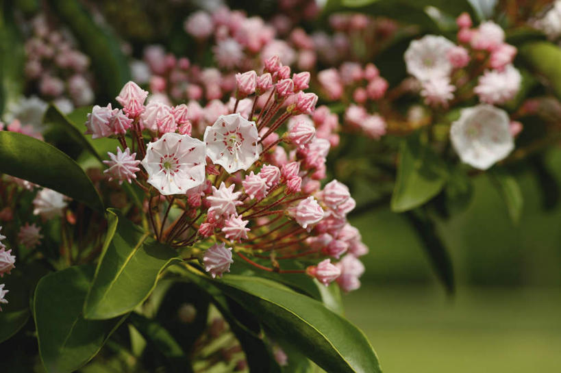 无人,横图,室外,特写,白天,正面,旅游,度假,花海,花圃,美景,植物,叶子,日本,亚洲,许多,朦胧,模糊,盛开,景观,花蕾,娱乐,花,花瓣,花朵,花卉,鲜花,粉色,绿色,白色,自然,花丛,花束,花田,花苞,花蕊,享受,休闲,景色,放松,自然风光,东亚,本州,关东地方,本州岛,日本国,崎玉,崎玉县,阔叶山月桂,美洲月桂,山月桂,彩图