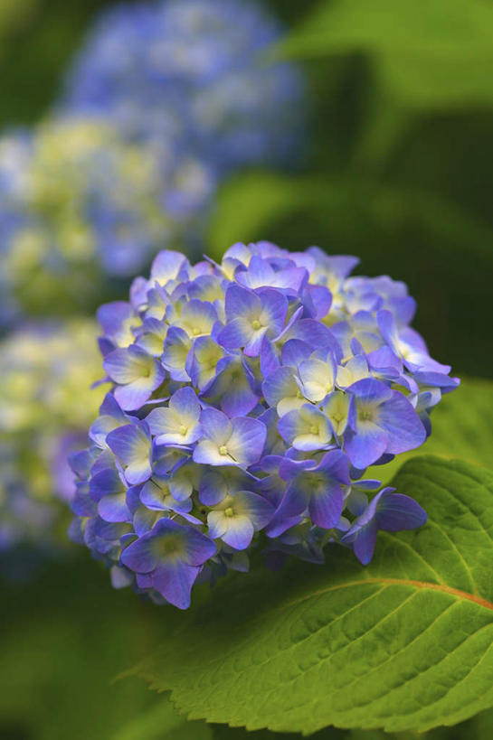 无人,竖图,俯视,室外,特写,白天,旅游,度假,花海,花圃,美景,植物,八仙花,叶子,日本,亚洲,许多,朦胧,模糊,盛开,景观,花蕾,娱乐,花,花瓣,花朵,花卉,鲜花,黄色,蓝色,绿色,自然,花丛,花束,花田,花苞,花蕊,绣球花,享受,休闲,景色,放松,紫阳花,洋绣球,自然风光,东亚,本州,关东地方,本州岛,日本国,草绣球,斗球,七变化,粉团花,崎玉,崎玉县,彩图,高角度拍摄