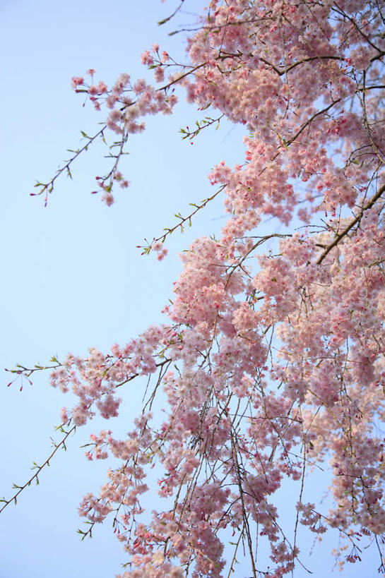 无人,竖图,室外,白天,仰视,旅游,度假,美景,太阳,樱花,东京,日本,亚洲,许多,阴影,盛开,光线,影子,景观,花蕾,娱乐,花,花瓣,花朵,鲜花,粉色,蓝色,蓝天,天空,阳光,自然,天,花苞,花蕊,享受,休闲,景色,放松,晴朗,自然风光,东亚,本州,万里无云,关东地方,本州岛,日本国,东京都,仙樱花,福岛樱,青肤樱,晴空,晴空万里,荆桃,彩图,低角度拍摄