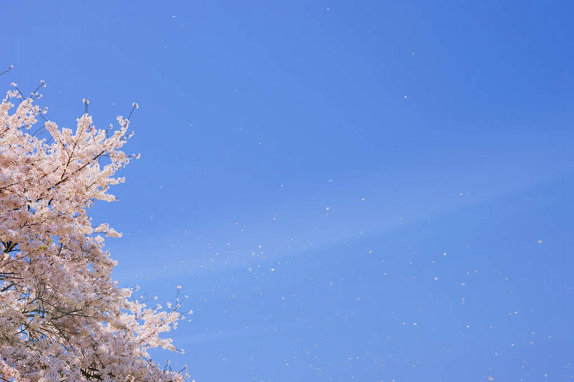 无人,横图,室外,白天,仰视,樱花,东京,日本,亚洲,许多,盛开,云,云朵,飘落,花蕾,云彩,花,花瓣,花朵,鲜花,粉色,蓝色,白云,蓝天,天空,天,花苞,花蕊,晴朗,东亚,本州,关东地方,本州岛,日本国,东京都,仙樱花,福岛樱,青肤樱,晴空,荆桃,彩图,低角度拍摄