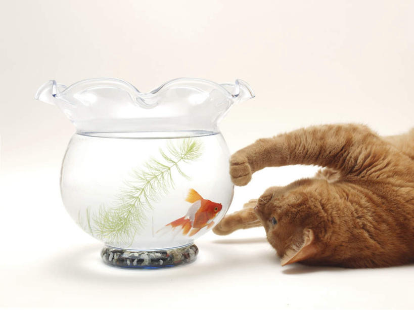 无人,躺,摸,横图,室内,白天,白色背景,正面,水,宠物,猫,一条,抚摸,装饰,金鱼,鱼,水草,鱼缸,鱼类,一个,一只,黄色,红色,动物,可爱,摄影,影棚,单个,华丽,修饰,点缀,猫咪,衬托,美观,雅致,雅观,观赏鱼,金鲫鱼,卧着,触摸,接触,躺着,卧,半身,彩图,影棚拍摄,拍摄