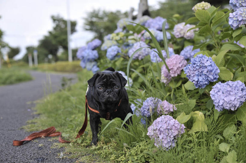 无人,坐,横图,室外,白天,正面,花海,花圃,植物,道路,路,八仙花,宠物,狗,叶子,一根,许多,盛开,云,云朵,小路,交通,花蕾,云彩,注视,花,花瓣,花朵,花卉,鲜花,一个,一只,粉色,红色,蓝色,绿色,紫色,黑色,白云,蓝天,天空,动物,绳子,花丛,花束,花田,天,花苞,花蕊,绣球花,观察,看,可爱,哈巴狗,晴朗,单个,观看,紫阳花,洋绣球,察看,关注,忠诚,草绣球,斗球,七变化,粉团花,巴哥,巴哥犬,项圈,晴空,犬,坐着,彩图,全身