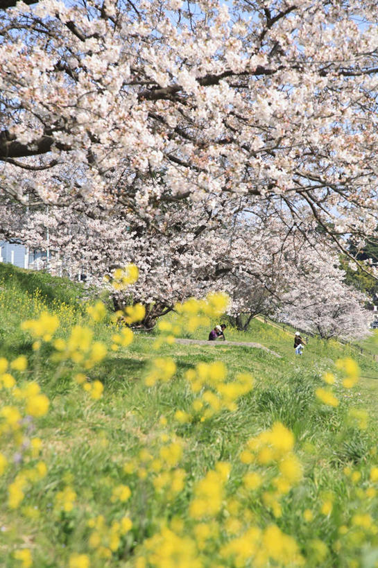 无人,竖图,室外,白天,正面,旅游,度假,花海,花圃,美景,植物,樱花,叶子,东京,日本,亚洲,许多,盛开,景观,花蕾,娱乐,花,花瓣,花朵,花卉,鲜花,粉色,黄色,蓝色,绿色,蓝天,天空,自然,花丛,花束,花田,天,花苞,花蕊,油菜花,享受,休闲,景色,放松,晴朗,自然风光,东亚,本州,万里无云,关东地方,本州岛,日本国,东京都,仙樱花,福岛樱,青肤樱,晴空,晴空万里,荆桃,彩图,芸苔,芸薹