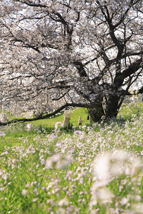 无人,竖图,室外,白天,正面,旅游,度假,草地,草坪,花海,花圃,美景,植物,樱花,叶子,东京,日本,亚洲,许多,盛开,景观,野花,樱花树,花蕾,娱乐,草,花,花瓣,花朵,花卉,鲜花,粉色,蓝色,绿色,白色,蓝天,天空,自然,花丛,花束,花田,天,花苞,花蕊,享受,休闲,景色,放松,晴朗,自然风光,东亚,本州,万里无云,关东地方,本州岛,日本国,东京都,仙樱花,福岛樱,青肤樱,晴空,晴空万里,荆桃,彩图