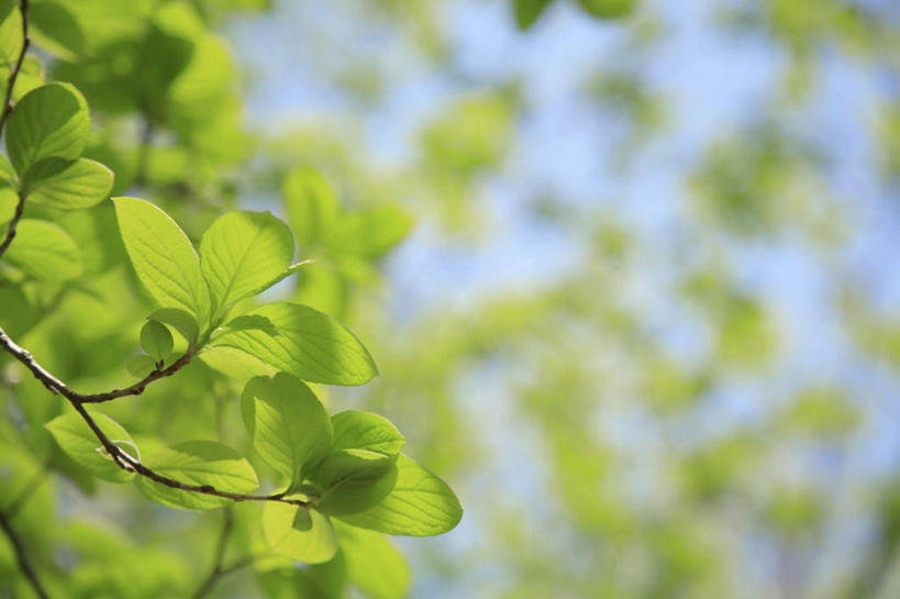 无人,横图,室外,特写,白天,仰视,旅游,度假,美景,植物,叶子,东京,日本,亚洲,许多,朦胧,模糊,景观,绿叶,娱乐,树,树木,蓝色,绿色,蓝天,天空,自然,天,享受,休闲,嫩叶,景色,放松,生长,晴朗,成长,自然风光,东亚,本州,万里无云,关东地方,本州岛,日本国,东京都,叶,叶片,晴空,晴空万里,彩图,低角度拍摄