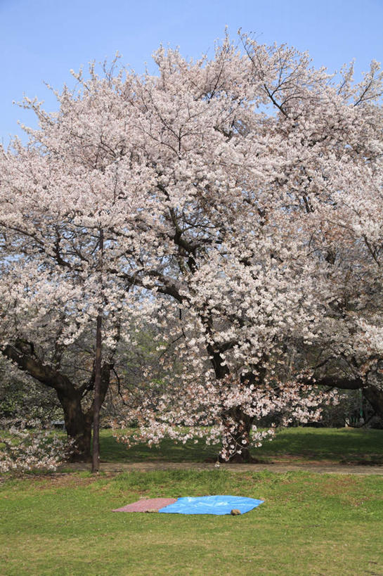 无人,竖图,室外,白天,正面,旅游,度假,草地,草坪,美景,植物,樱花,东京,日本,亚洲,两块,许多,盛开,坐垫,景观,樱花树,花蕾,娱乐,草,花,花瓣,花朵,鲜花,树,树木,粉色,蓝色,绿色,蓝天,天空,自然,天,花苞,花蕊,享受,休闲,景色,放松,生长,晴朗,成长,自然风光,东亚,本州,万里无云,关东地方,本州岛,日本国,东京都,仙樱花,福岛樱,青肤樱,野餐垫,野餐地毯,多功能毯,晴空,晴空万里,荆桃,彩图