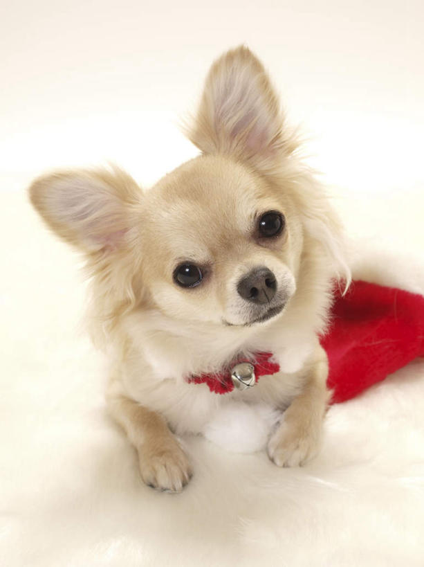 无人,竖图,俯视,室内,特写,白天,白色背景,宠物,狗,帽子,毯子,吉娃娃,注视,一只,黄色,红色,白色,动物,观察,看,圣诞帽,可爱,摄影,影棚,观看,察看,关注,忠诚,芝娃娃,奇娃娃,吉娃娃犬,齐花花,一顶,棉帽,犬,抬头,仰头,半身,彩图,高角度拍摄,影棚拍摄,拍摄